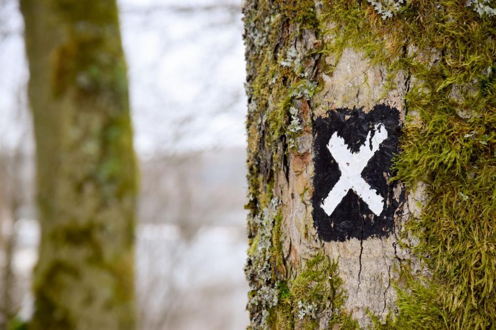 Free Image of Cross sign painted on tree in nature setting 