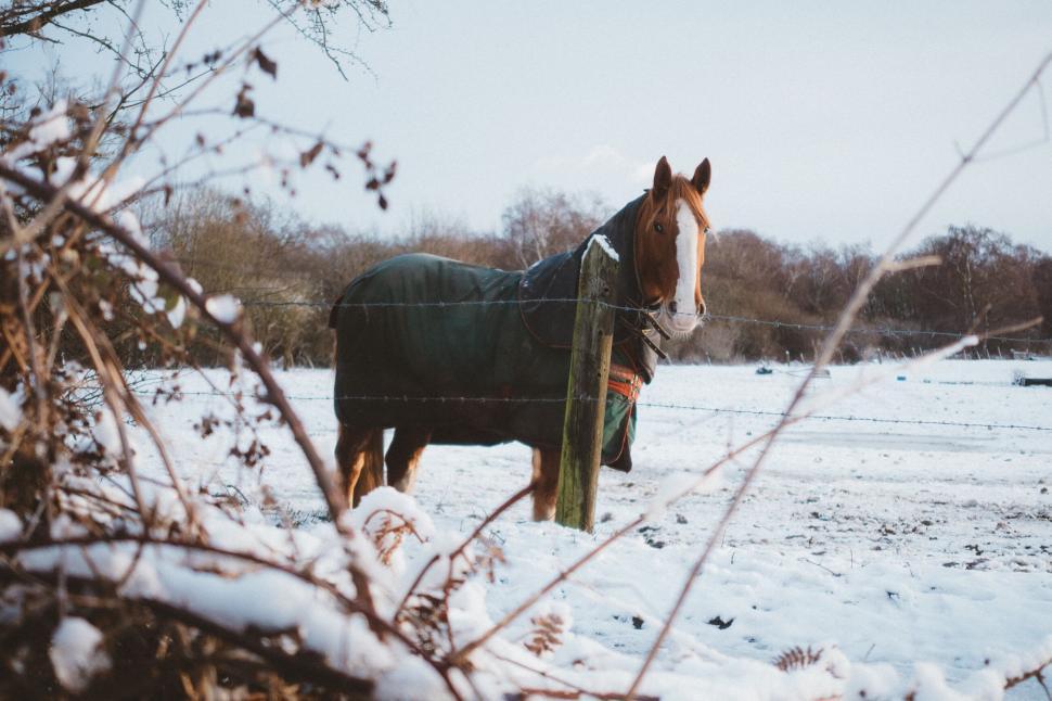 Free Image of Horse covered with blanket in snowy field 