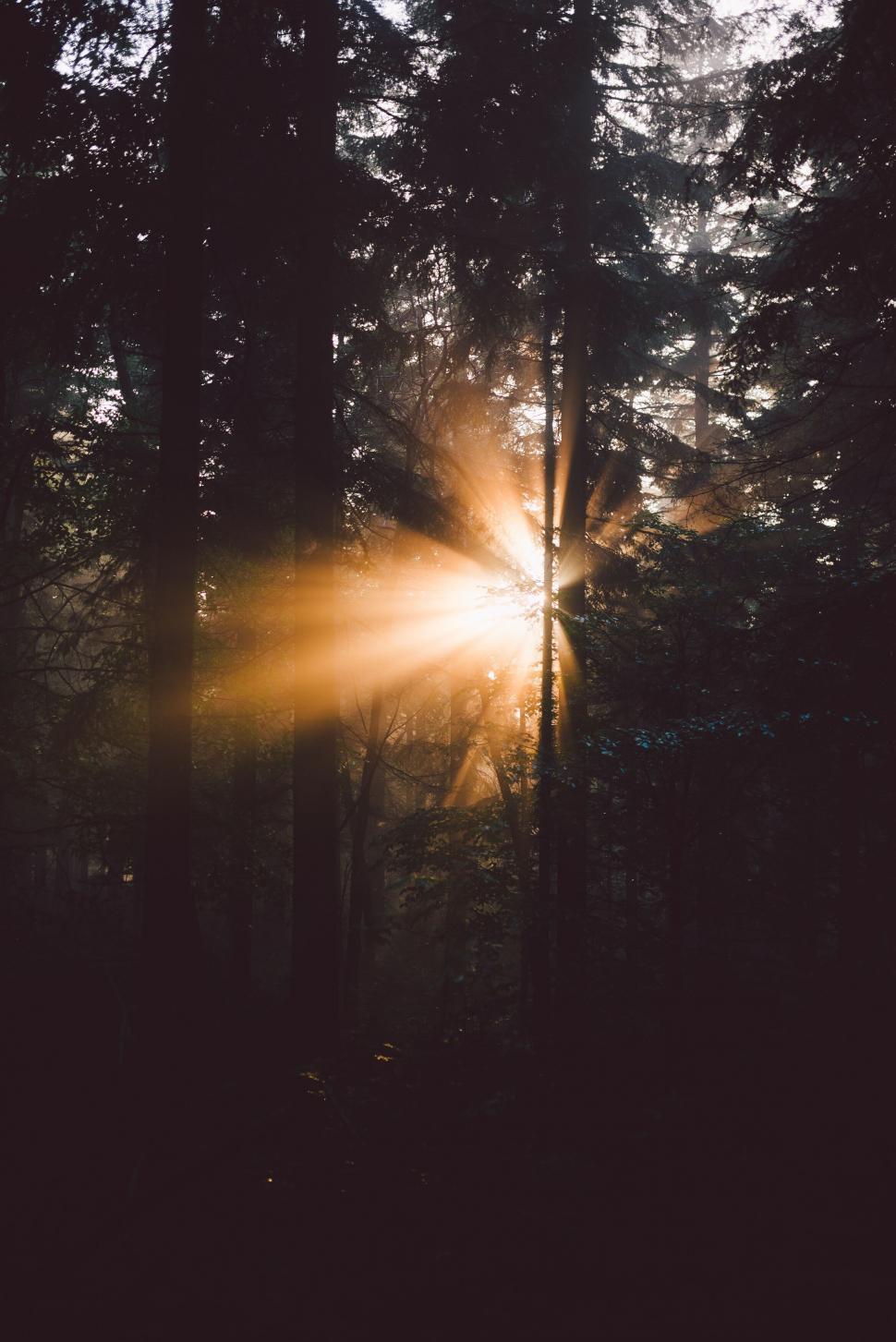 Free Image of Sunbeams through forest trees at dawn 