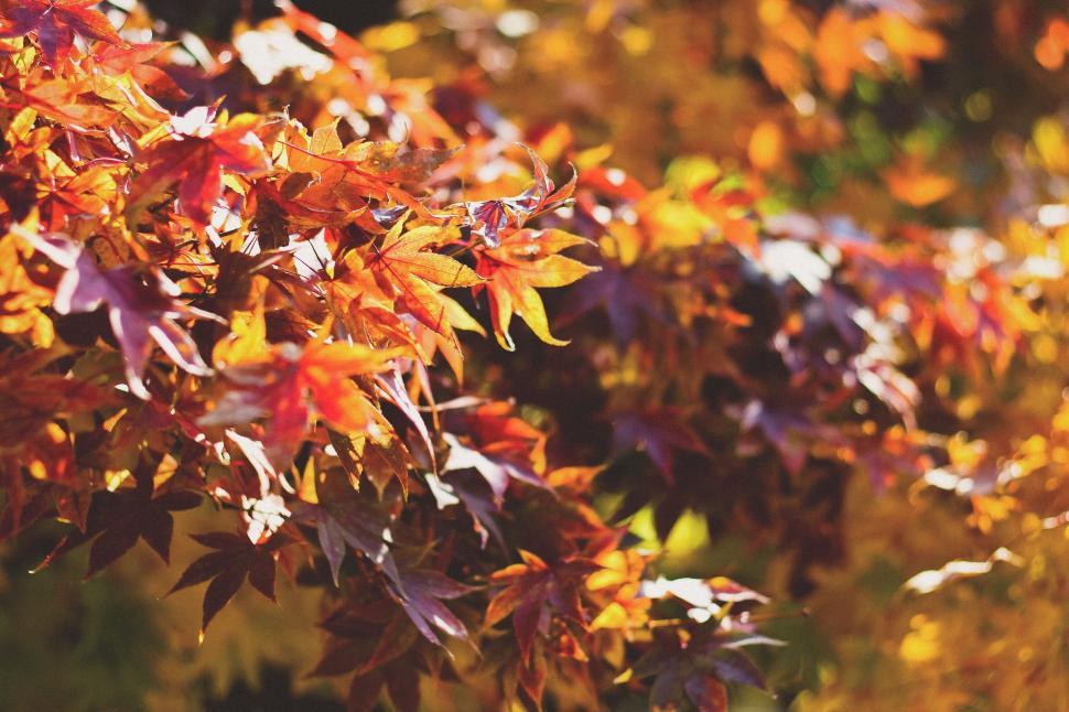 Free Image of Autumn leaves basking in sunlight 