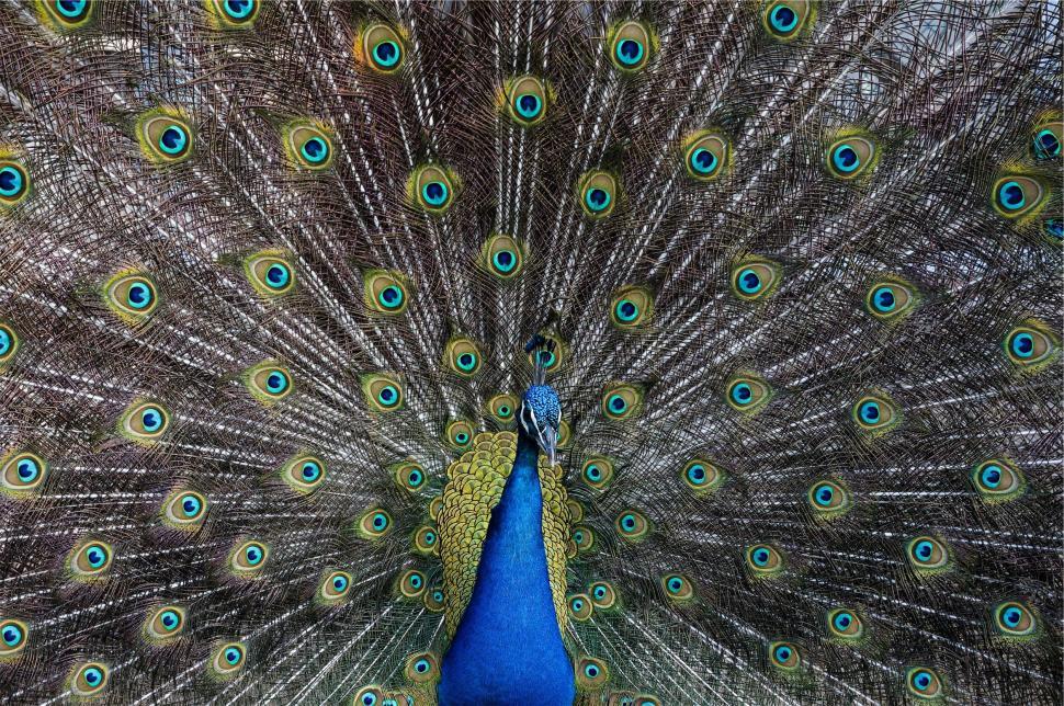 Free Image of Vibrant peacock displaying its feathers 