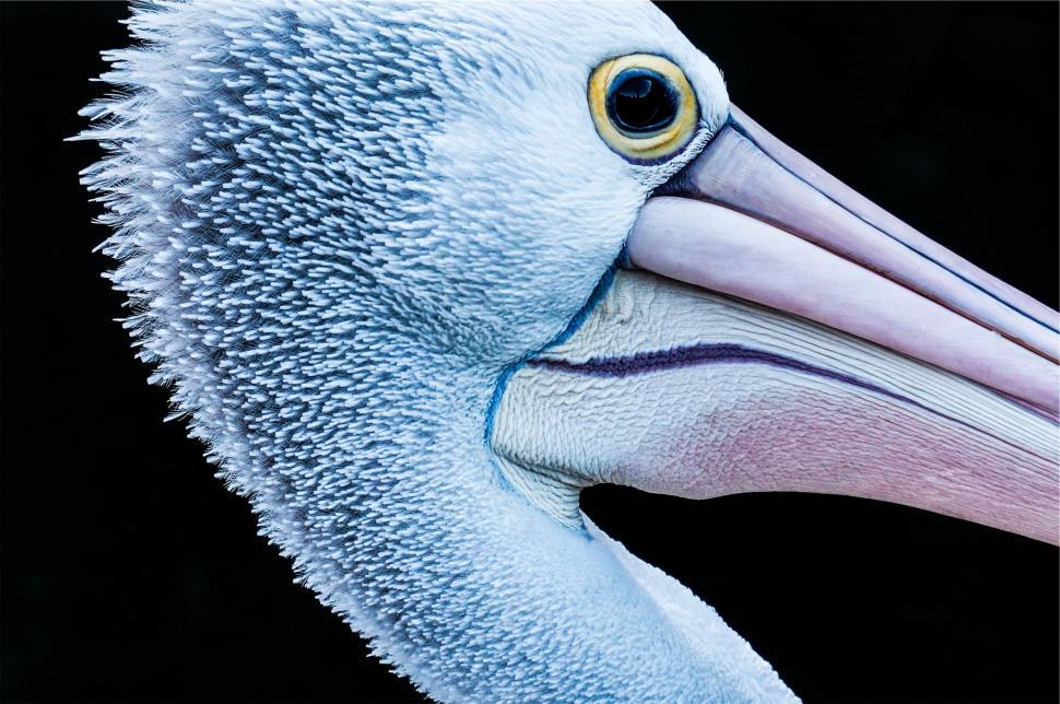 Free Image of Close-up of a pelican s head and beak 