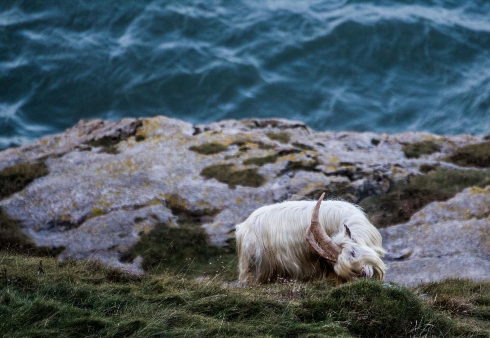 Free Image of Rugged coastline with a grazing sheep 