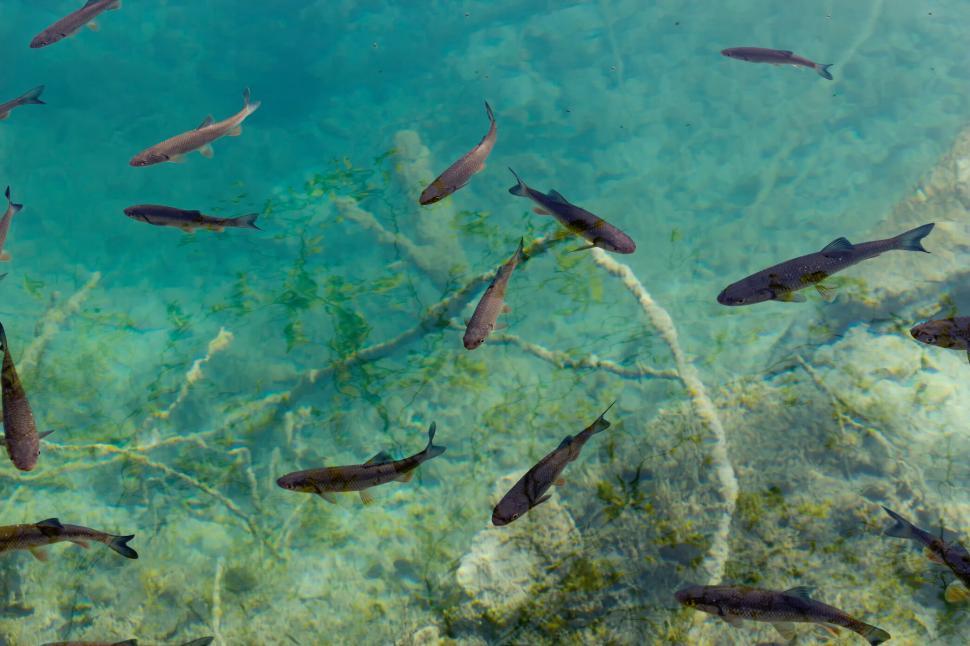 Free Image of Fish swimming in a crystal clear mountain lake 