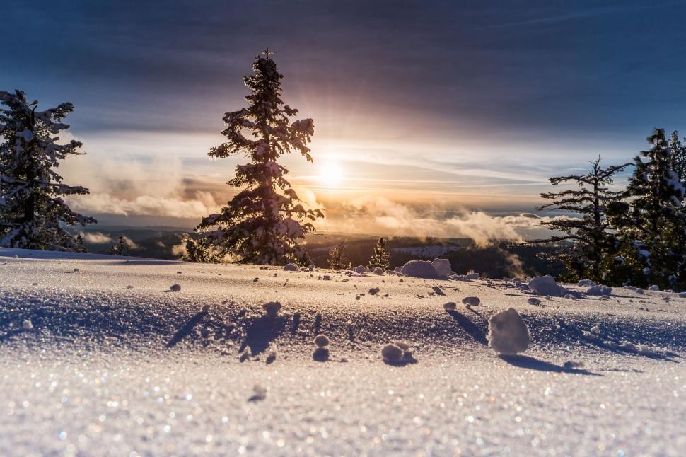 Free Image of Snowy landscape with sparkling sun and trees 