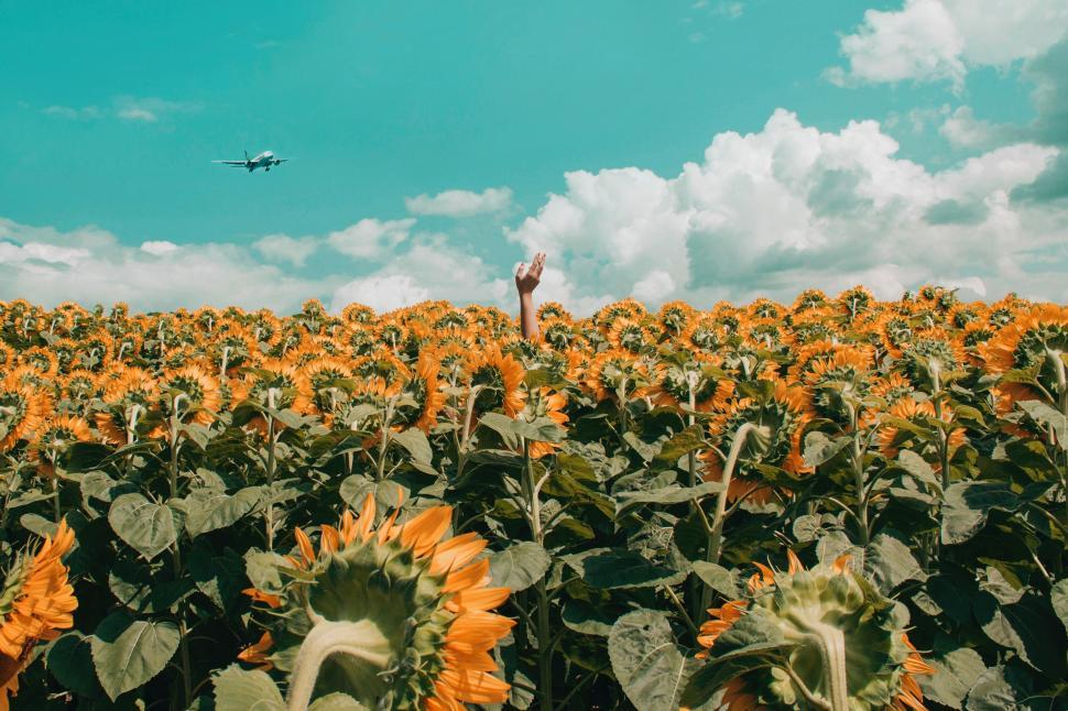 Free Image of Hand reaching up in sunflower field 
