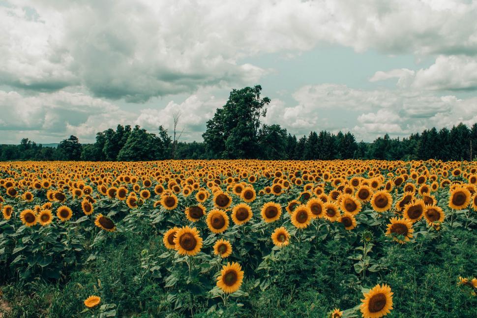 Free Image of Vast sunflower field under overcast sky 