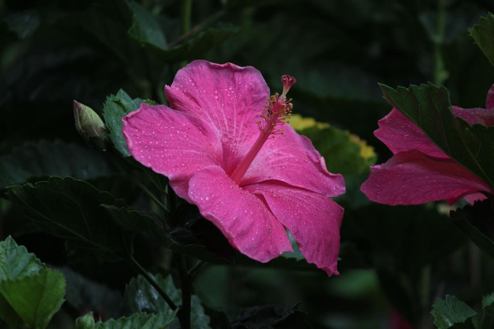 Free Image of Close-up of a hibiscus flower with dew 