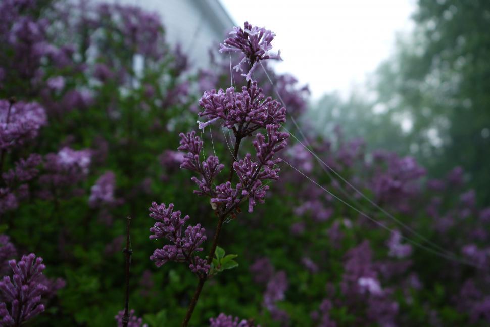 Free Image of Lilac flowers in a misty garden 