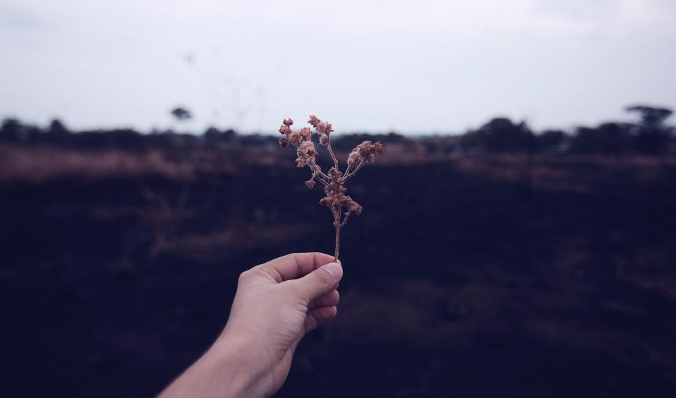 Free Image of Hand holding a dried plant against dark soil 
