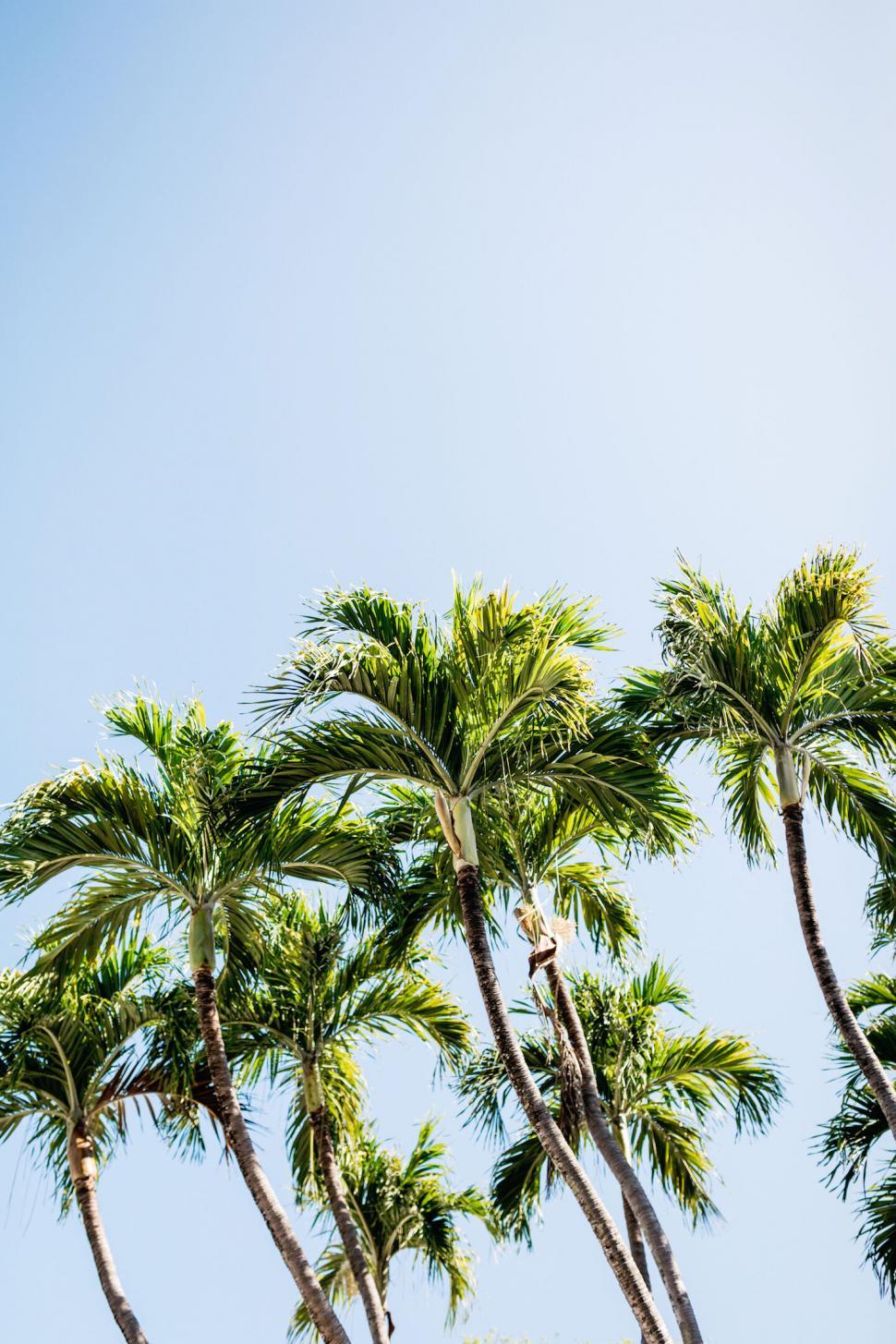 Free Image of Palm trees against clear blue sky background 
