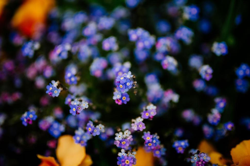 Free Image of Vibrant Forget-Me-Nots Blooming in Garden 