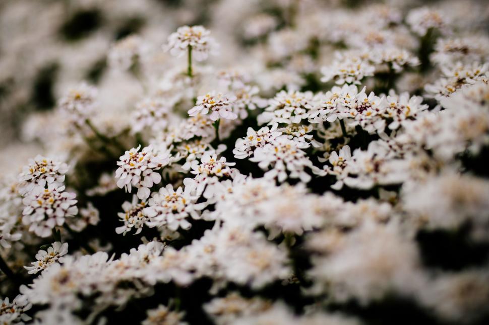 Free Image of Delicate White Flowers Cluster Macro Shot 