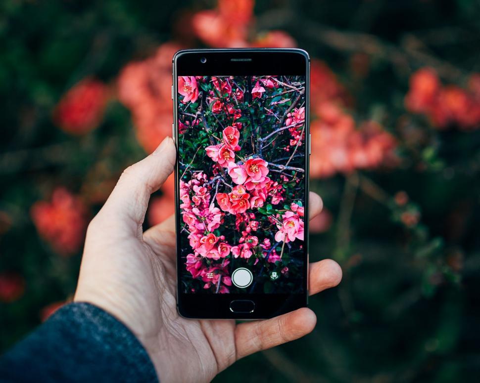 Free Image of Smartphone Capturing Vibrant Pink Flowers 