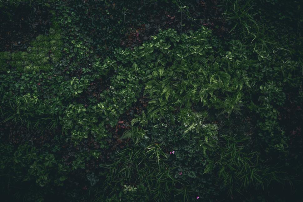 Free Image of Lush green forest floor with diverse plants 