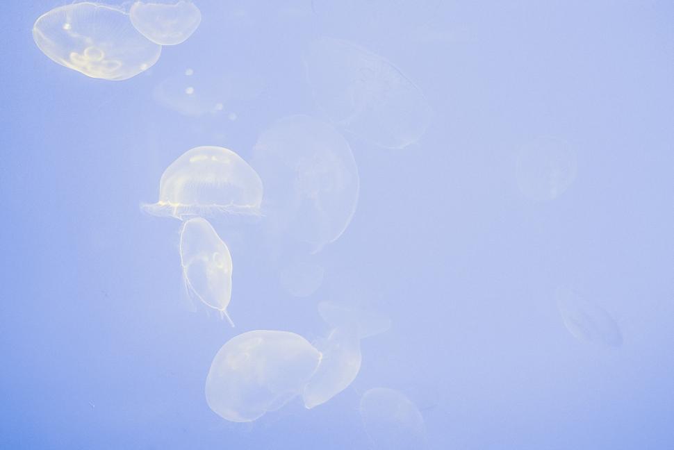 Free Image of Blue jellyfish floating gracefully underwater 