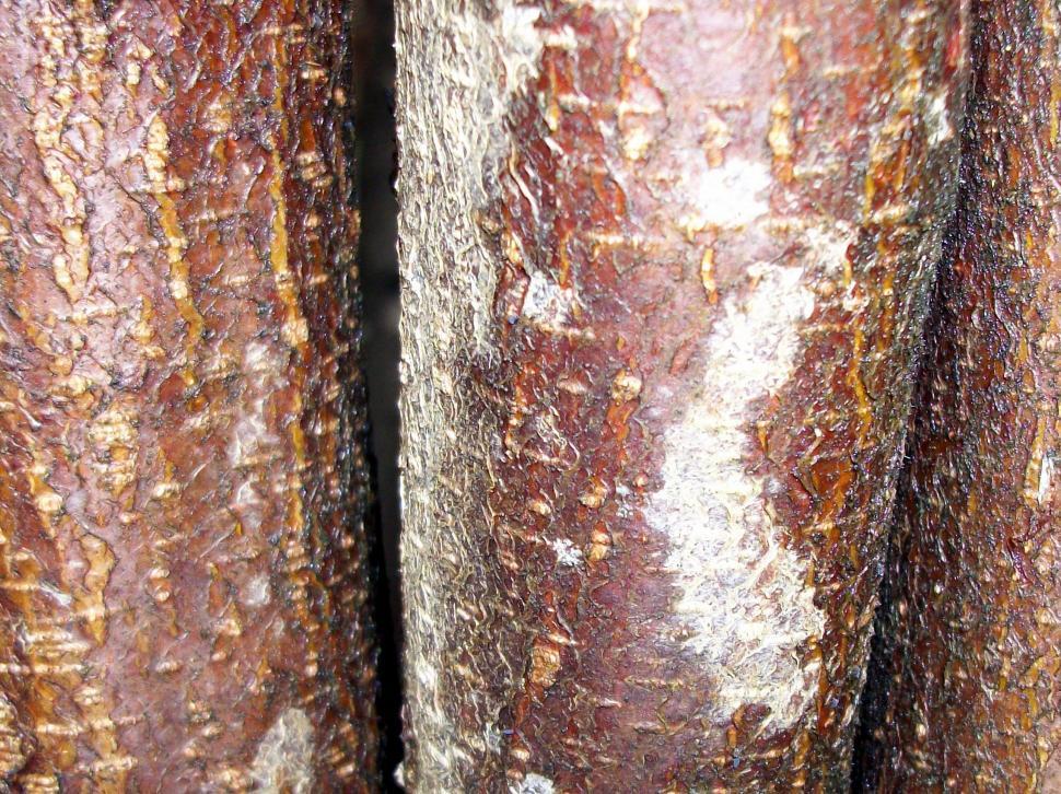 Free Image of Close Up of a Tree Trunk With Brown and White Paint 