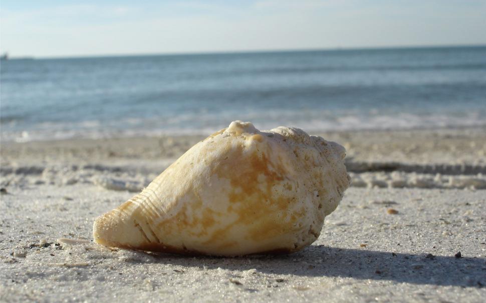 Free Image of Shell on Beach With Ocean Background 