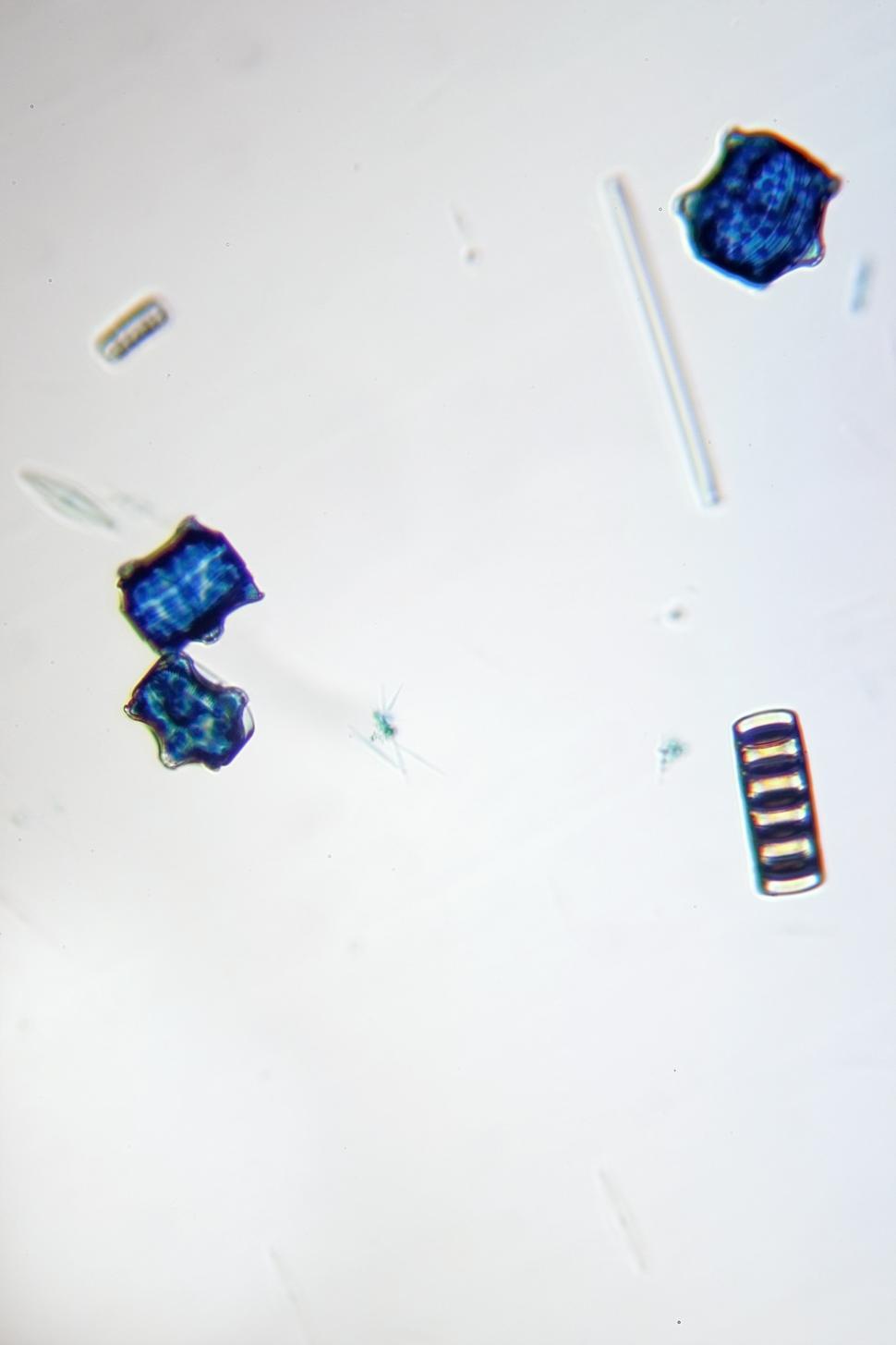 Free Image of Diatoms 