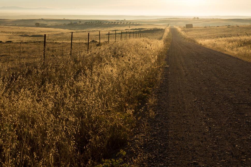 Free Image of Country road through golden fields at dawn 