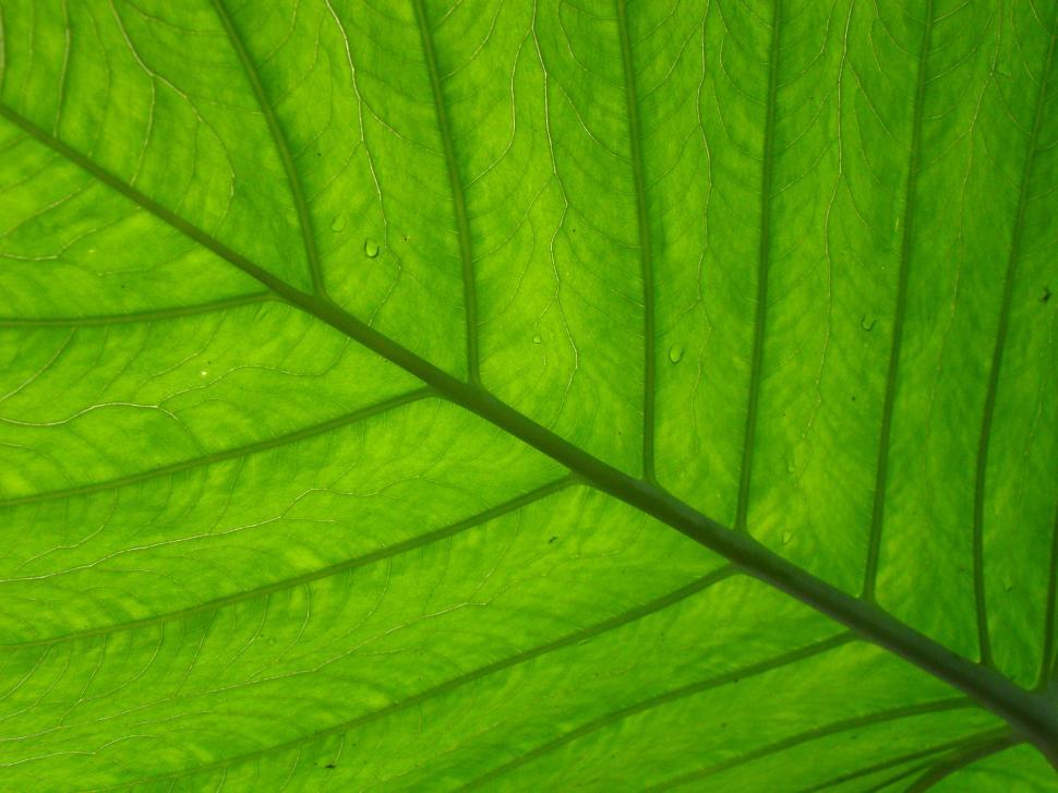 Free Image of Leaf texture 