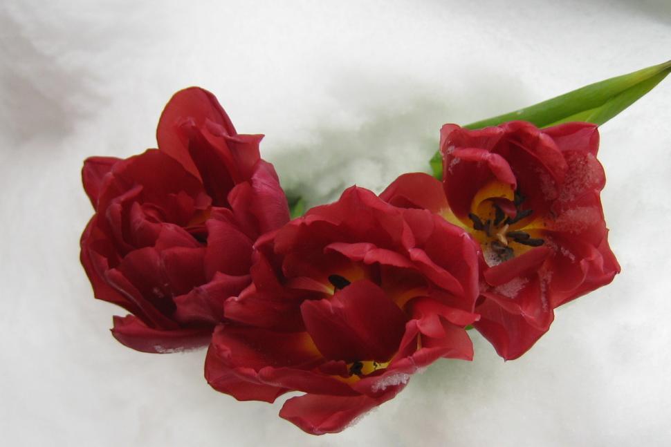 Free Image of Red Flowers on Snow Covered Ground 