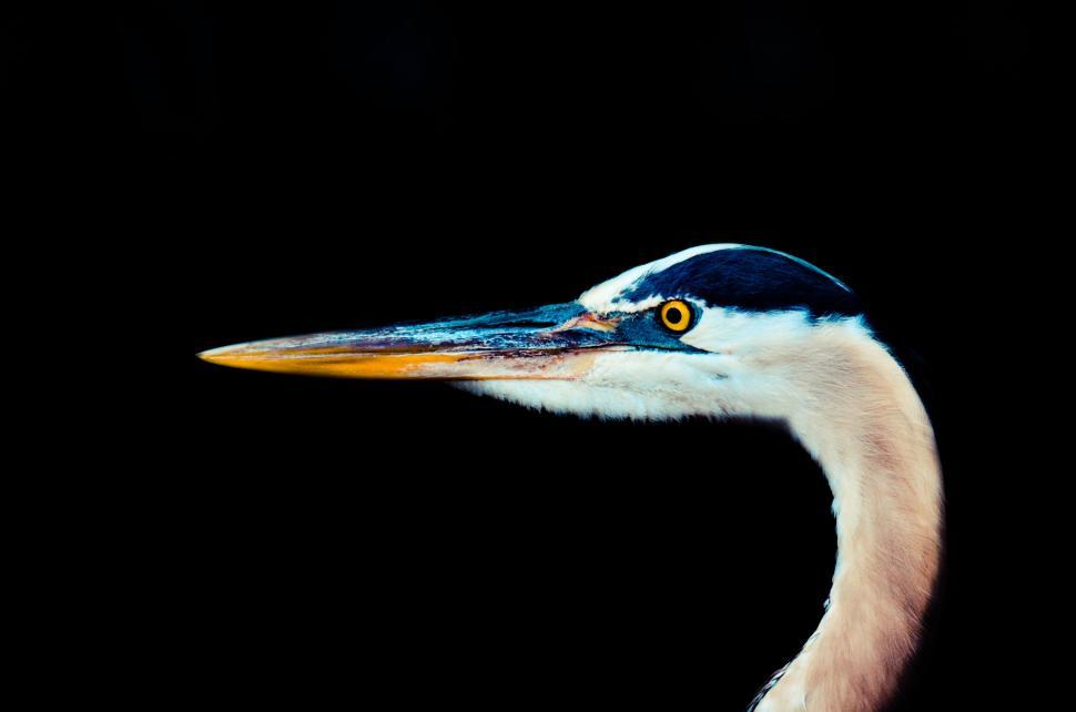 Free Image of Close-up of a heron with striking yellow eyes 