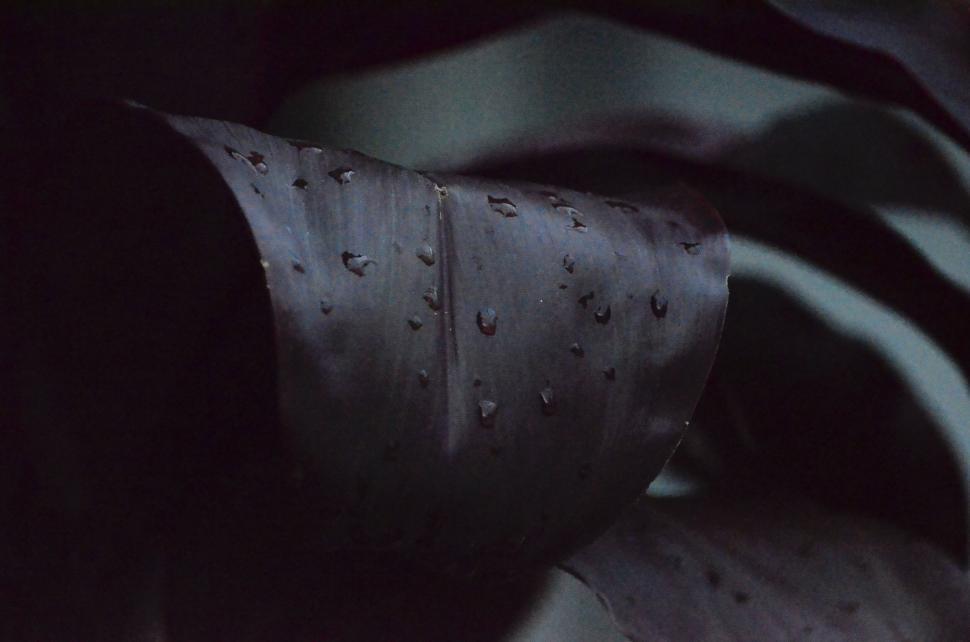 Free Image of Dark atmospheric photo of a curved leaf with raindrops 
