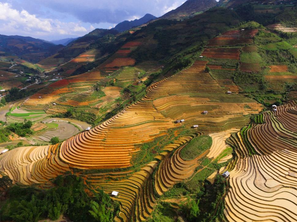 Free Image of Lush terraced rice fields aerial 