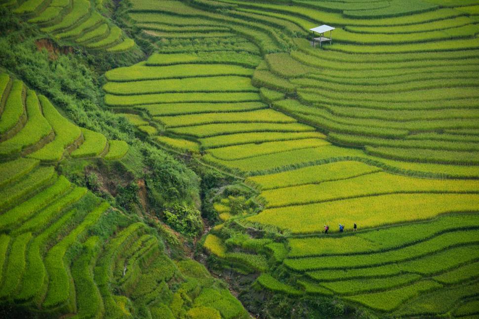Free Image of Terraced rice paddies with hikers 