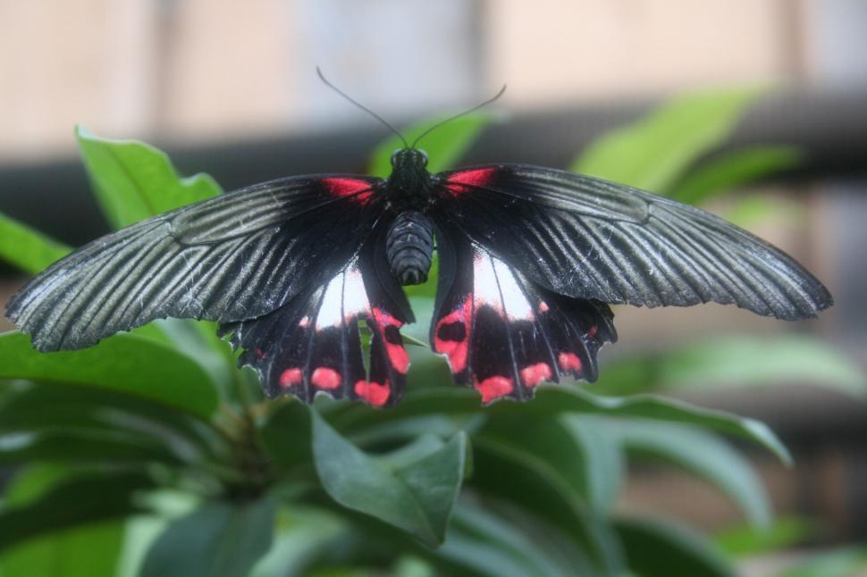 Free Image of BUTTERFLY 