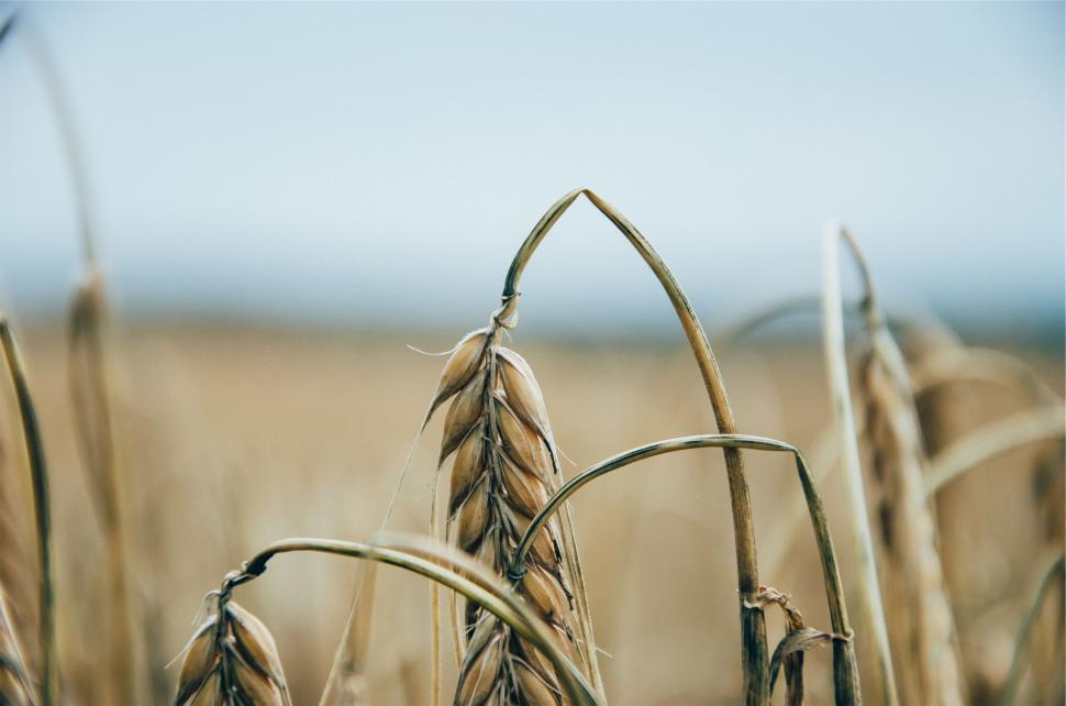 Free Image of Close-up of wheat ears in a field 