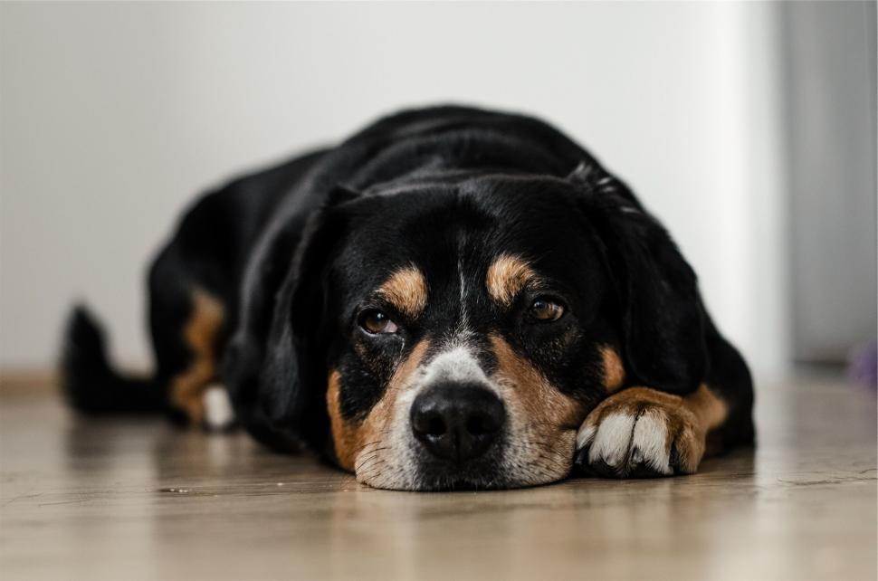 Free Image of Resting dog on a wooden floor 