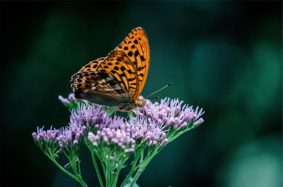Free Image of Butterfly perching on a purple flower 