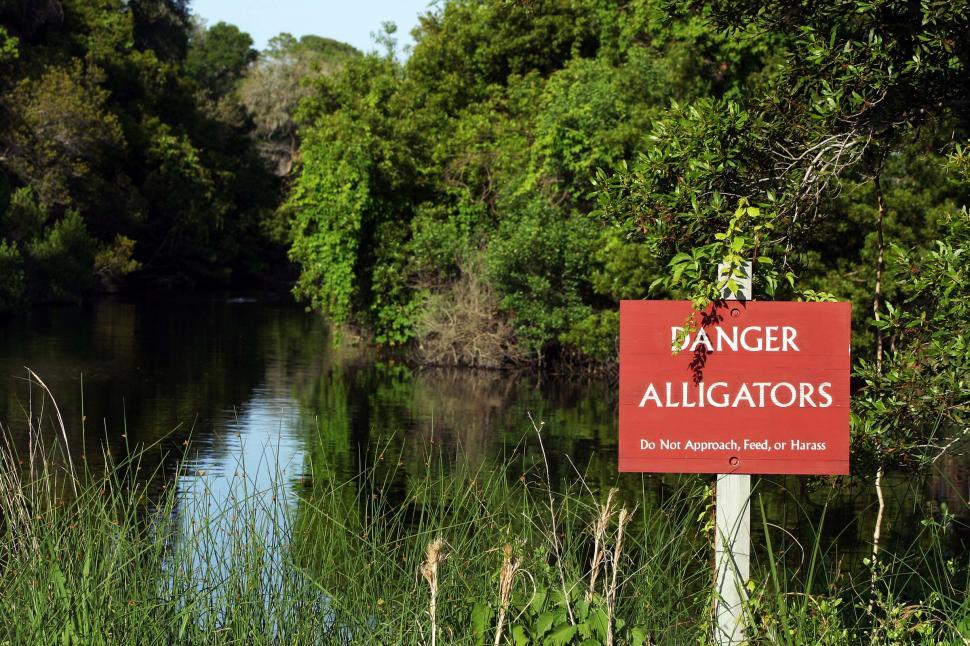 Free Image of Swamp danger 