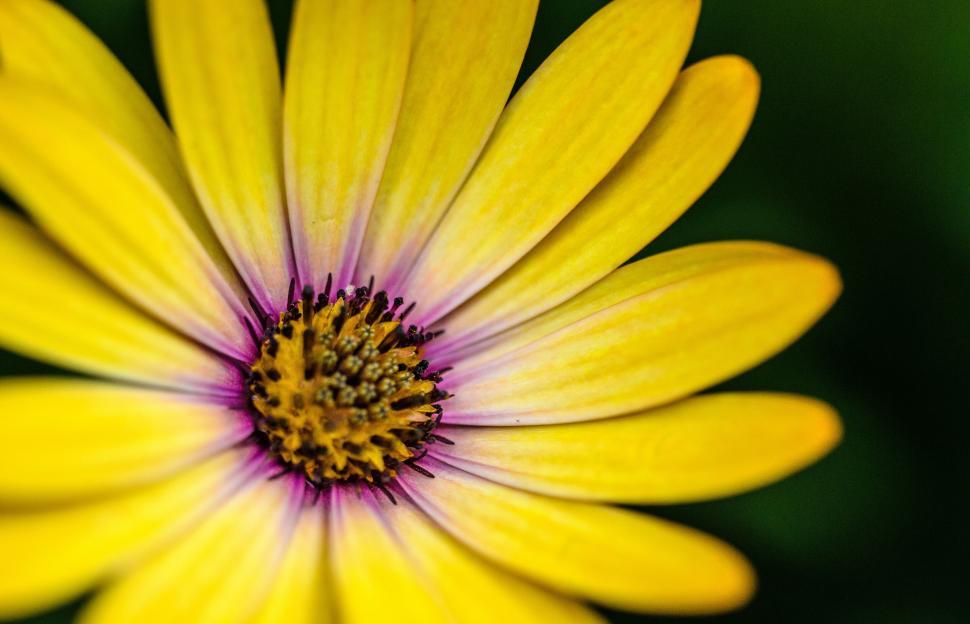 Free Image of Vibrant yellow flower with purple center details 
