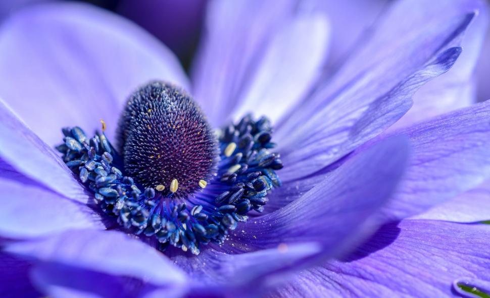 Free Image of Macro shot of a blue anemone with detailed center 