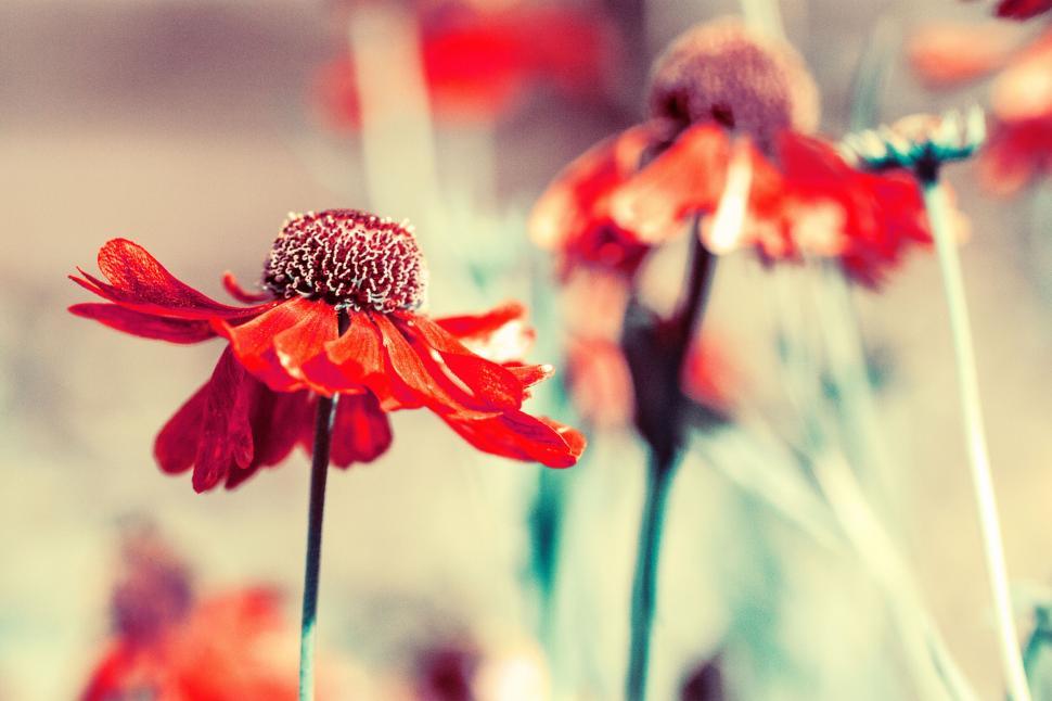Free Image of Red flower with artistic effect 