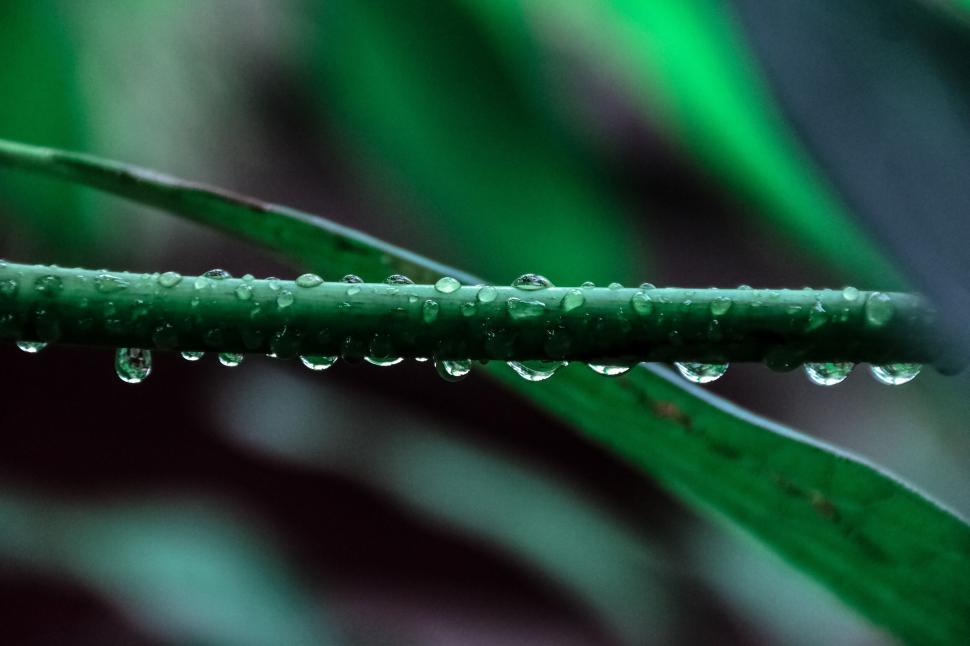 Free Image of Water Droplets on Plant Stem 