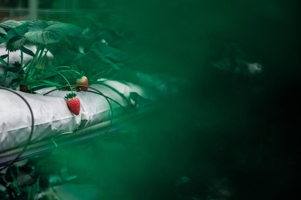 Free Image of Ripe strawberry on hydroponic farm system 