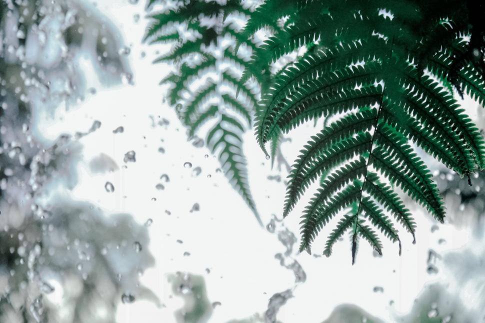 Free Image of Raindrops on window with fern silhouette 