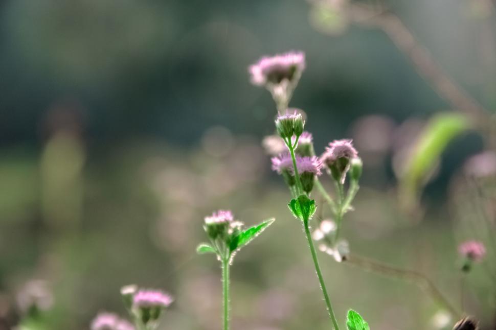 Free Image of Close-up of delicate pink flowers in sunlight 