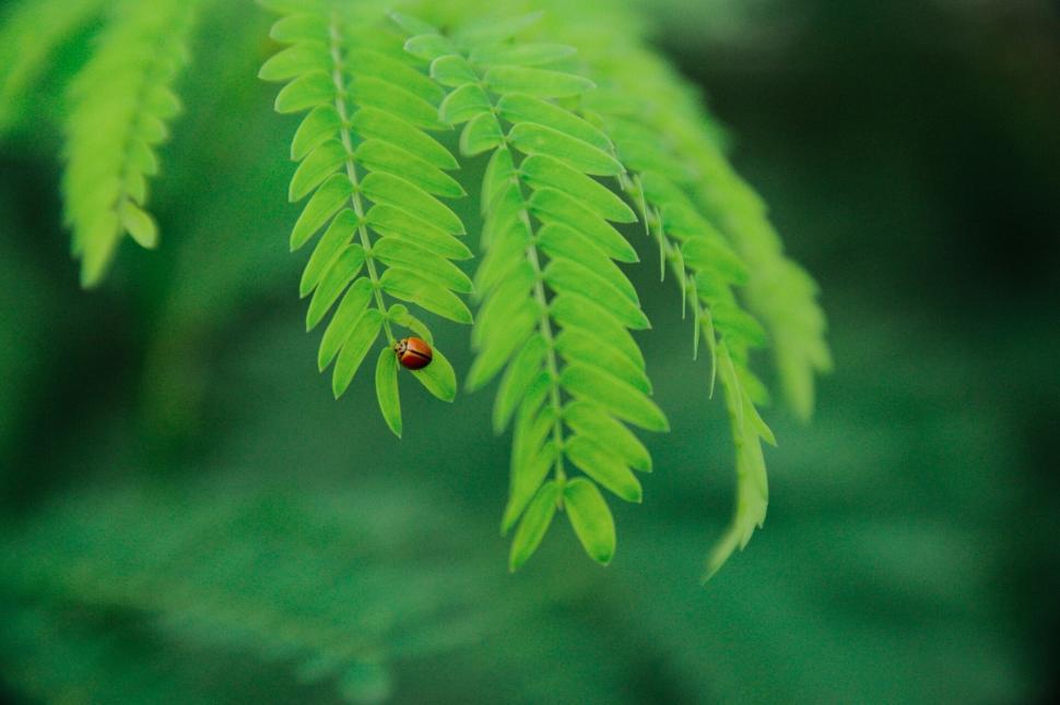 Free Image of Ladybug on a vibrant green leaf close-up 