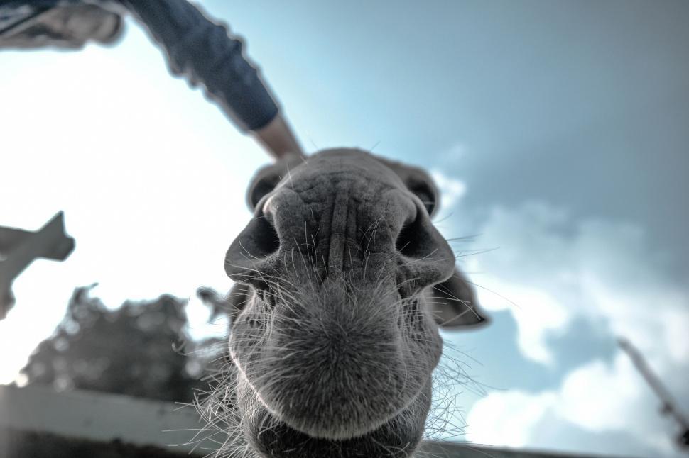 Free Image of Curious horse nose close-up view 
