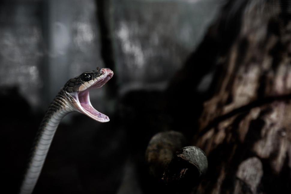 Free Image of Venomous snake with a threatening pose 
