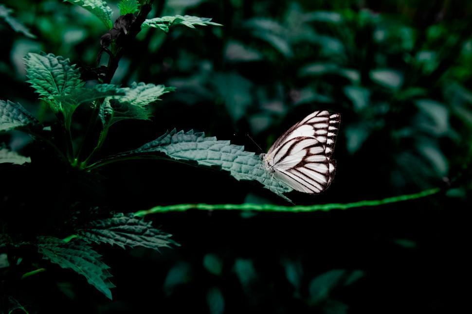 Free Image of Butterfly perched on a leaf in greenery 