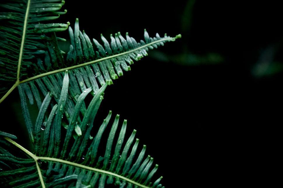 Free Image of Dark Rainforest Ferns with Dew Droplets Close-up 