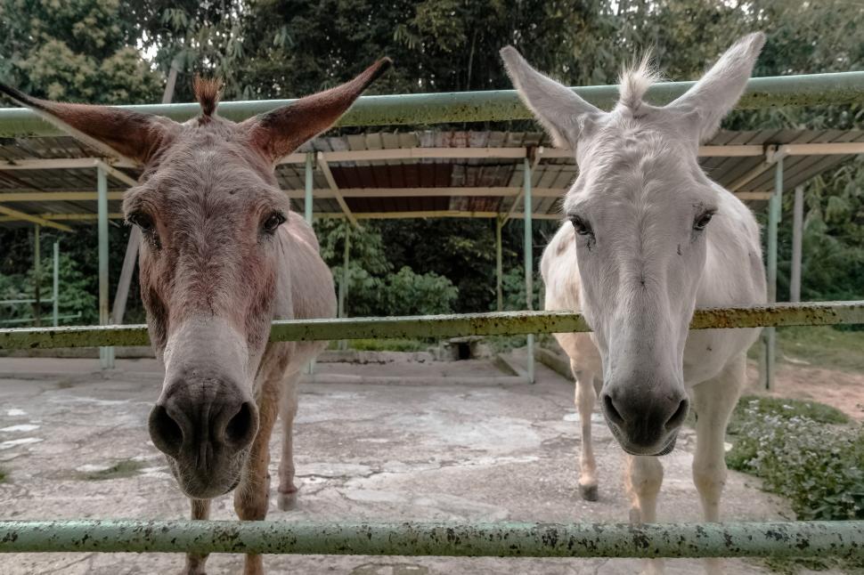 Free Image of Two curious donkeys at a farm close-up 
