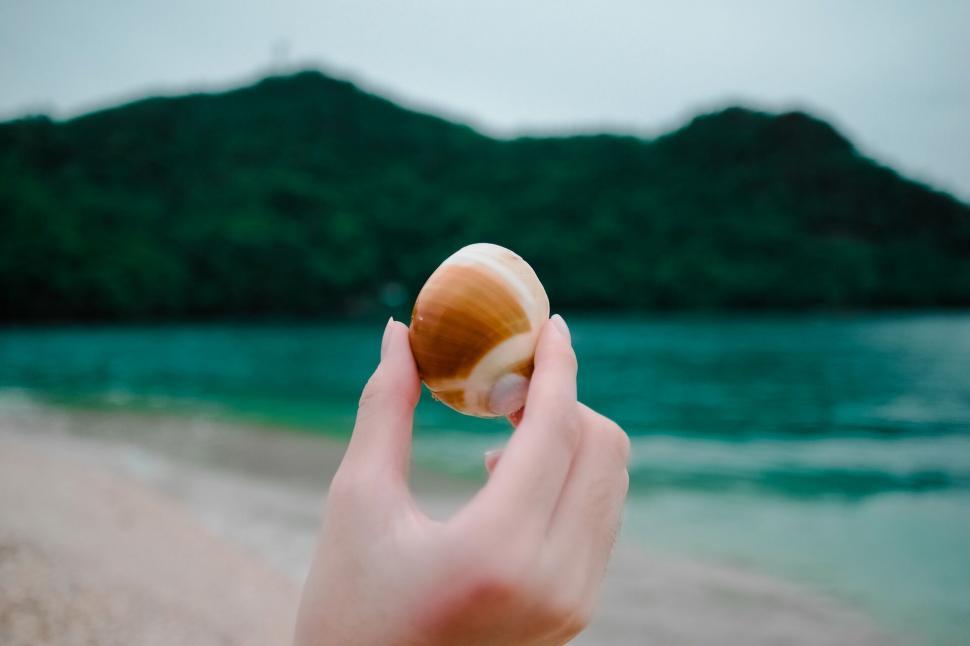 Free Image of Hand holding a seashell at the beach 
