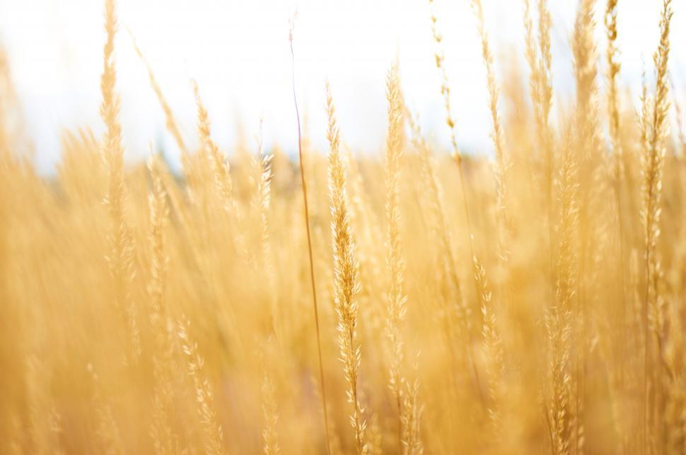 Free Image of Golden wheat field under a clear sky 